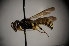 (Cerceris albofasciata - BC ZSM HYM 23803)  @12 [ ] CreativeCommons - Attribution Non-Commercial Share-Alike (2015) Unspecified SNSB, Zoologische Staatssammlung Muenchen