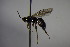  (Triclistus sp. AH2 - BC ZSM HYM 23901)  @11 [ ] CreativeCommons - Attribution Non-Commercial Share-Alike (2015) Unspecified SNSB, Zoologische Staatssammlung Muenchen