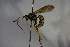  ( - BC ZSM HYM 23925)  @13 [ ] CreativeCommons - Attribution Non-Commercial Share-Alike (2015) Unspecified SNSB, Zoologische Staatssammlung Muenchen