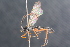  ( - BC ZSM HYM 23951)  @11 [ ] CreativeCommons - Attribution Non-Commercial Share-Alike (2015) Unspecified SNSB, Zoologische Staatssammlung Muenchen