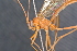  ( - BC ZSM HYM 23954)  @12 [ ] CreativeCommons - Attribution Non-Commercial Share-Alike (2015) Unspecified SNSB, Zoologische Staatssammlung Muenchen