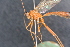  ( - BC ZSM HYM 23955)  @12 [ ] CreativeCommons - Attribution Non-Commercial Share-Alike (2015) Unspecified SNSB, Zoologische Staatssammlung Muenchen