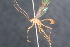  ( - BC ZSM HYM 23956)  @11 [ ] CreativeCommons - Attribution Non-Commercial Share-Alike (2015) Unspecified SNSB, Zoologische Staatssammlung Muenchen