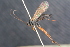  ( - BC ZSM HYM 23964)  @12 [ ] CreativeCommons - Attribution Non-Commercial Share-Alike (2015) Unspecified SNSB, Zoologische Staatssammlung Muenchen