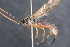  ( - BC ZSM HYM 23968)  @13 [ ] CreativeCommons - Attribution Non-Commercial Share-Alike (2015) Unspecified SNSB, Zoologische Staatssammlung Muenchen