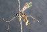  ( - BC ZSM HYM 23971)  @12 [ ] CreativeCommons - Attribution Non-Commercial Share-Alike (2015) Unspecified SNSB, Zoologische Staatssammlung Muenchen