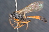  ( - BC ZSM HYM 23976)  @13 [ ] CreativeCommons - Attribution Non-Commercial Share-Alike (2015) Unspecified SNSB, Zoologische Staatssammlung Muenchen