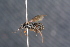  (Exochus AH1 - BC ZSM HYM 23987)  @11 [ ] CreativeCommons - Attribution Non-Commercial Share-Alike (2015) Unspecified SNSB, Zoologische Staatssammlung Muenchen