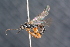  ( - BC ZSM HYM 24018)  @12 [ ] CreativeCommons - Attribution Non-Commercial Share-Alike (2015) Unspecified SNSB, Zoologische Staatssammlung Muenchen