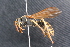  (Polistes bischoffi - BC ZSM HYM 24025)  @14 [ ] CreativeCommons - Attribution Non-Commercial Share-Alike (2015) Unspecified SNSB, Zoologische Staatssammlung Muenchen