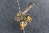  (Ancistrocerus biphaleratus - BC ZSM HYM 24032)  @11 [ ] CreativeCommons - Attribution Non-Commercial Share-Alike (2015) Unspecified SNSB, Zoologische Staatssammlung Muenchen