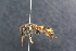  (Ancistrocerus longispinosus - BC ZSM HYM 24034)  @11 [ ] CreativeCommons - Attribution Non-Commercial Share-Alike (2015) Unspecified SNSB, Zoologische Staatssammlung Muenchen