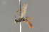  ( - BC ZSM HYM 24041)  @13 [ ] CreativeCommons - Attribution Non-Commercial Share-Alike (2014) Stefan Schmidt SNSB, Zoologische Staatssammlung Muenchen