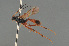  ( - BC ZSM HYM 24046)  @13 [ ] CreativeCommons - Attribution Non-Commercial Share-Alike (2014) Stefan Schmidt SNSB, Zoologische Staatssammlung Muenchen