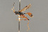  ( - BC ZSM HYM 24050)  @13 [ ] CreativeCommons - Attribution Non-Commercial Share-Alike (2014) Stefan Schmidt SNSB, Zoologische Staatssammlung Muenchen