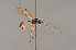  ( - BC ZSM HYM 24063)  @13 [ ] CreativeCommons - Attribution Non-Commercial Share-Alike (2014) Stefan Schmidt SNSB, Zoologische Staatssammlung Muenchen