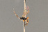  ( - BC ZSM HYM 24070)  @12 [ ] CreativeCommons - Attribution Non-Commercial Share-Alike (2014) Stefan Schmidt SNSB, Zoologische Staatssammlung Muenchen