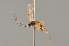  ( - BC ZSM HYM 24078)  @13 [ ] CreativeCommons - Attribution Non-Commercial Share-Alike (2014) Stefan Schmidt SNSB, Zoologische Staatssammlung Muenchen