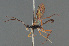  ( - BC ZSM HYM 24111)  @12 [ ] CreativeCommons - Attribution Non-Commercial Share-Alike (2014) Stefan Schmidt SNSB, Zoologische Staatssammlung Muenchen