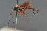  ( - BC ZSM HYM 24118)  @14 [ ] CreativeCommons - Attribution Non-Commercial Share-Alike (2014) Stefan Schmidt SNSB, Zoologische Staatssammlung Muenchen
