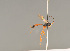  ( - BC ZSM HYM 24339)  @14 [ ] CreativeCommons - Attribution Non-Commercial Share-Alike (2014) Stefan Schmidt SNSB, Zoologische Staatssammlung Muenchen