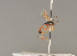  ( - BC ZSM HYM 24340)  @14 [ ] CreativeCommons - Attribution Non-Commercial Share-Alike (2014) Stefan Schmidt SNSB, Zoologische Staatssammlung Muenchen