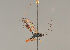  ( - BC ZSM HYM 24349)  @13 [ ] CreativeCommons - Attribution Non-Commercial Share-Alike (2014) Stefan Schmidt SNSB, Zoologische Staatssammlung Muenchen