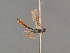 (Barycnemis confusa - BC ZSM HYM 24375)  @11 [ ] CreativeCommons - Attribution Non-Commercial Share-Alike (2014) Stefan Schmidt SNSB, Zoologische Staatssammlung Muenchen