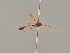  ( - BC ZSM HYM 24383)  @12 [ ] CreativeCommons - Attribution Non-Commercial Share-Alike (2014) Stefan Schmidt SNSB, Zoologische Staatssammlung Muenchen