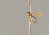  ( - BC ZSM HYM 24412)  @11 [ ] CreativeCommons - Attribution Non-Commercial Share-Alike (2014) Stefan Schmidt SNSB, Zoologische Staatssammlung Muenchen