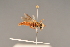  ( - BC ZSM HYM 24522)  @12 [ ] CreativeCommons - Attribution Non-Commercial Share-Alike (2015) Unspecified SNSB, Zoologische Staatssammlung Muenchen