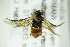  ( - BC ZSM HYM 20283)  @12 [ ] CreativeCommons - Attribution Non-Commercial Share-Alike (2015) Unspecified SNSB, Zoologische Staatssammlung Muenchen