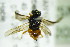 ( - BC ZSM HYM 20284)  @12 [ ] CreativeCommons - Attribution Non-Commercial Share-Alike (2015) Unspecified SNSB, Zoologische Staatssammlung Muenchen