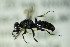  (Miscophus mavromoustakisi - BC ZSM HYM 20505)  @13 [ ] CreativeCommons - Attribution Non-Commercial Share-Alike (2015) Unspecified SNSB, Zoologische Staatssammlung Muenchen