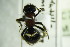  ( - BC ZSM HYM 20513)  @11 [ ] CreativeCommons - Attribution Non-Commercial Share-Alike (2015) Unspecified SNSB, Zoologische Staatssammlung Muenchen