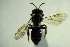  (Andrena curvana - BC ZSM HYM 20519)  @13 [ ] CreativeCommons - Attribution Non-Commercial Share-Alike (2015) Unspecified SNSB, Zoologische Staatssammlung Muenchen
