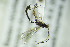 ( - BC ZSM HYM 20546)  @12 [ ] CreativeCommons - Attribution Non-Commercial Share-Alike (2015) Unspecified SNSB, Zoologische Staatssammlung Muenchen