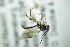  ( - BC ZSM HYM 20565)  @12 [ ] CreativeCommons - Attribution Non-Commercial Share-Alike (2015) Unspecified SNSB, Zoologische Staatssammlung Muenchen