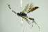  (Oxytorus luridator - BC ZSM HYM 20624)  @13 [ ] CreativeCommons - Attribution Non-Commercial Share-Alike (2014) Stefan Schmidt SNSB, Zoologische Staatssammlung Muenchen
