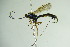 ( - BC ZSM HYM 20637)  @13 [ ] CreativeCommons - Attribution Non-Commercial Share-Alike (2014) Stefan Schmidt SNSB, Zoologische Staatssammlung Muenchen