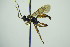 ( - BC ZSM HYM 20647)  @12 [ ] CreativeCommons - Attribution Non-Commercial Share-Alike (2014) Stefan Schmidt SNSB, Zoologische Staatssammlung Muenchen