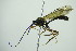  (Dyspetes - BC ZSM HYM 20672)  @14 [ ] CreativeCommons - Attribution Non-Commercial Share-Alike (2014) Stefan Schmidt SNSB, Zoologische Staatssammlung Muenchen