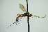  ( - BC ZSM HYM 20699)  @12 [ ] CreativeCommons - Attribution Non-Commercial Share-Alike (2014) Stefan Schmidt SNSB, Zoologische Staatssammlung Muenchen