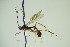  (Megastylus impressor - BC ZSM HYM 20716)  @14 [ ] CreativeCommons - Attribution Non-Commercial Share-Alike (2015) Unspecified SNSB, Zoologische Staatssammlung Muenchen