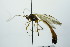  ( - BC ZSM HYM 20757)  @12 [ ] CreativeCommons - Attribution Non-Commercial Share-Alike (2015) Unspecified SNSB, Zoologische Staatssammlung Muenchen