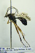  (Banchus volutatorius - BC ZSM HYM 20767)  @14 [ ] CreativeCommons - Attribution Non-Commercial Share-Alike (2015) Unspecified SNSB, Zoologische Staatssammlung Muenchen