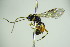  ( - BC ZSM HYM 20773)  @13 [ ] CreativeCommons - Attribution Non-Commercial Share-Alike (2015) Unspecified SNSB, Zoologische Staatssammlung Muenchen