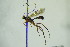  ( - BC ZSM HYM 20795)  @13 [ ] CreativeCommons - Attribution Non-Commercial Share-Alike (2015) Unspecified SNSB, Zoologische Staatssammlung Muenchen