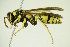  (Polistes mongolicus - BC ZSM HYM 21038)  @14 [ ] Unspecified (default): All Rights Reserved  Unspecified Unspecified