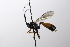  ( - CollHH3530)  @11 [ ] Creative Commons  Attribution Non-Commercial Share-Alike (2022) Hakon Haraldseide Unspecified